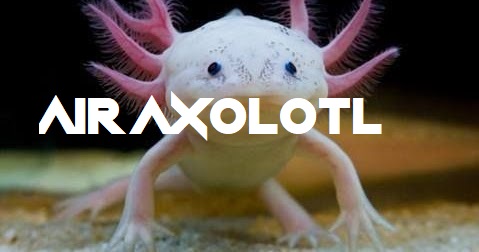 hewan AIR AXOLOTL