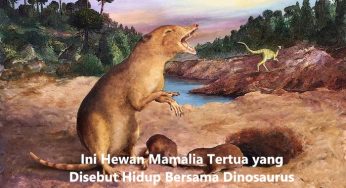 Ini Hewan Mamalia Tertua yang Disebut Hidup Bersama Dinosaurus