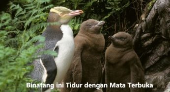 Binatang ini Tidur dengan Mata Terbuka